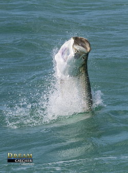 tarpon jumping after being hooked on a Key West tarpon fishing charter
